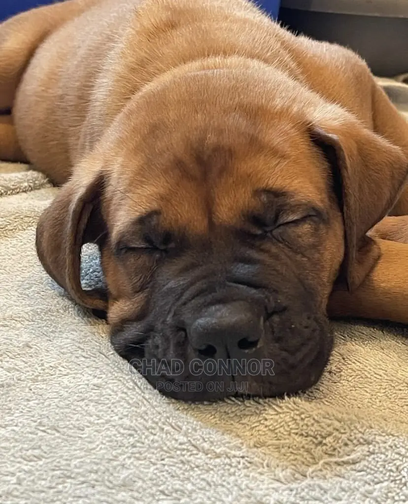 1-3 months Male Purebred Boerboel