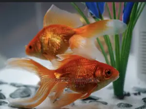 Long Fin Goldfish