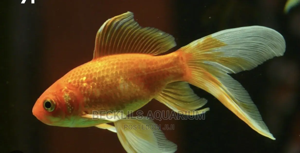 Long Fin Goldfish