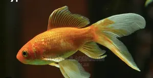Long Fin Goldfish