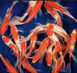 Long Fin Goldfish