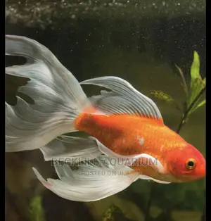 Long Fin Goldfish