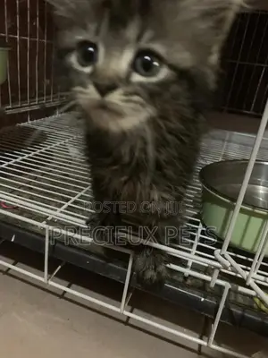 1-3 months Female Mixed Breed Maine Coon