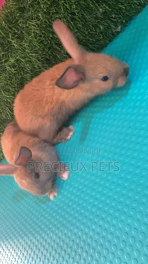 Baby Rabbits