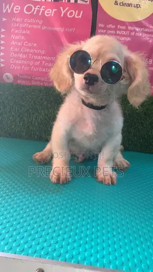 1-3 Months Male Mixed Breed Maltipoo