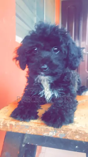 1-3 Months Female Purebred Poodle