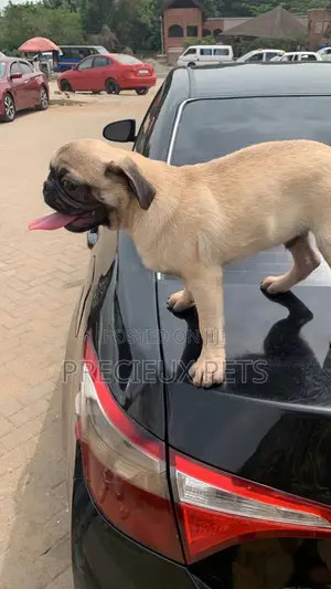 3-6 Months Male Purebred Pug