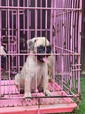1-3 Months Male Purebred Pug