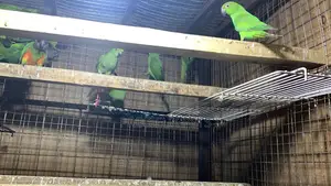 Domesticated Ringneck Parrot