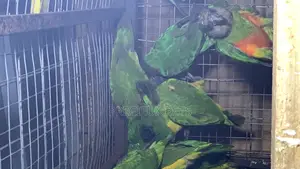 Domesticated Senegalese Parrot