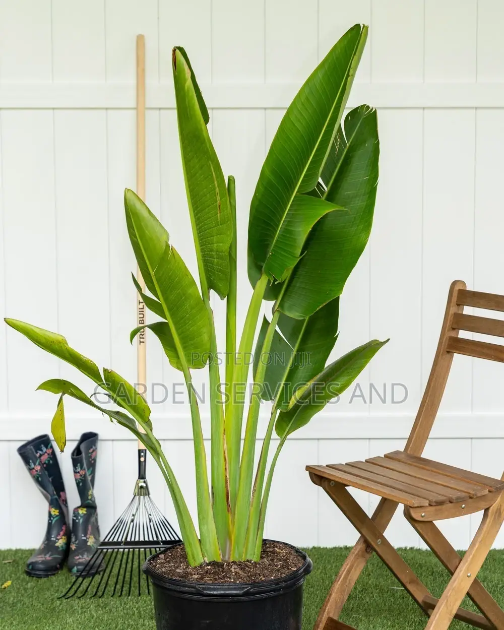 Travellers Palm for Sale