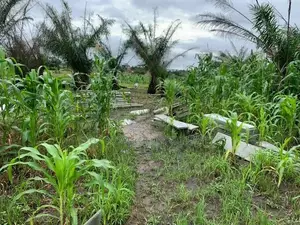 Lands for Sale