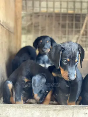 1-3 months Male Purebred Doberman Pinscher