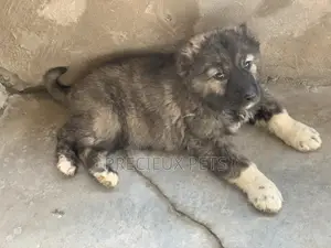 1-3 months Female Purebred Caucasian Shepherd