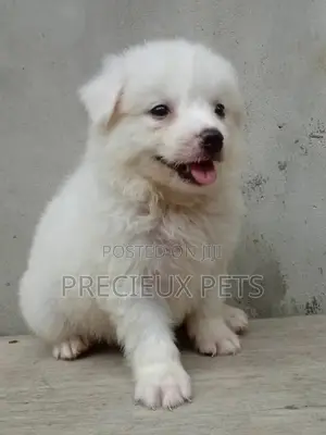 1-3 Months Male Purebred American Eskimo