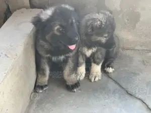 1-3 months Male Purebred Caucasian Shepherd