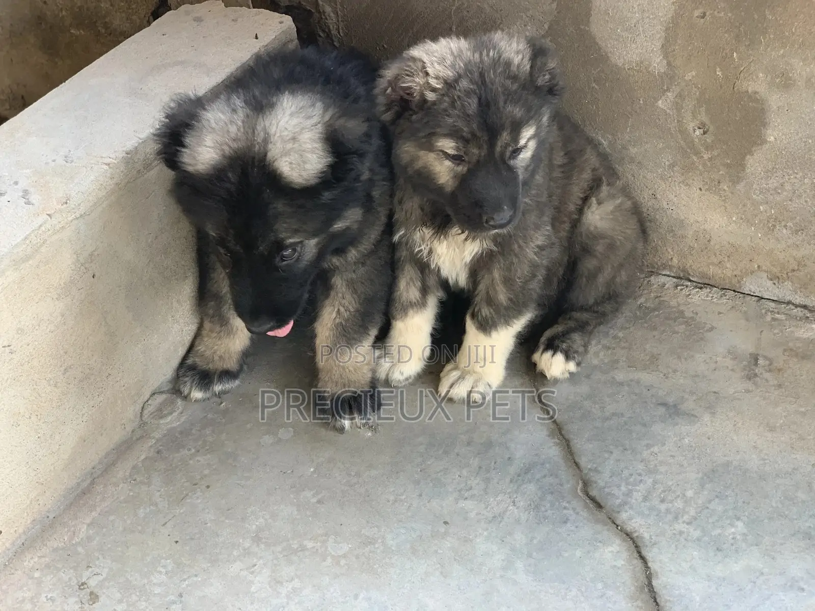1-3 months Male Purebred Caucasian Shepherd