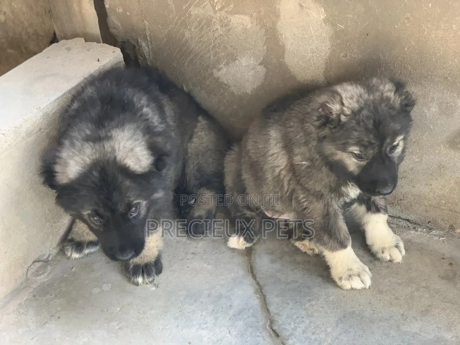 1-3 months Male Purebred Caucasian Shepherd