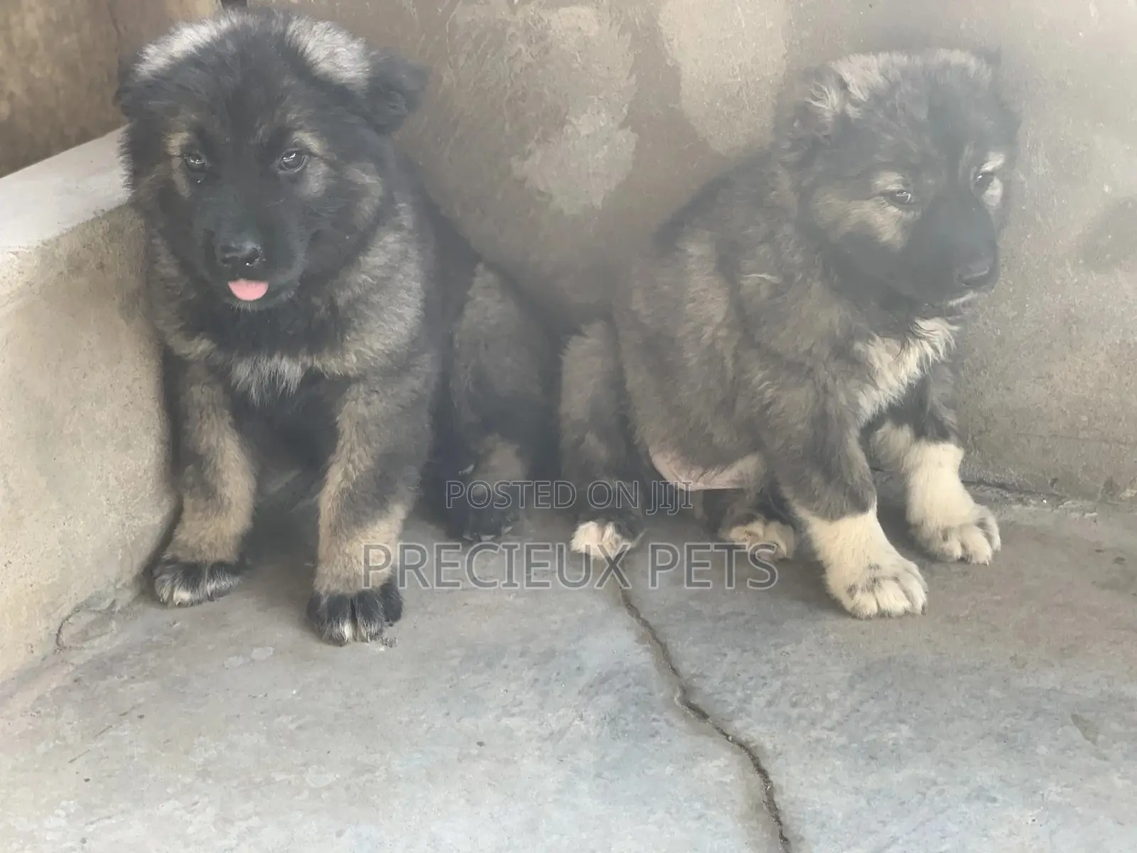 1-3 months Male Purebred Caucasian Shepherd