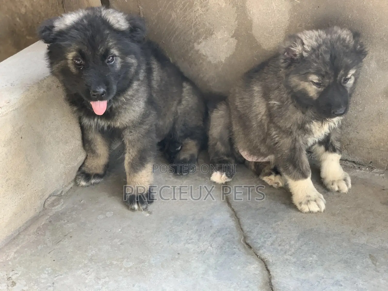 1-3 months Male Purebred Caucasian Shepherd