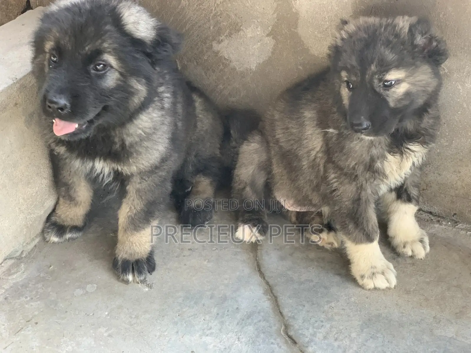 1-3 months Male Purebred Caucasian Shepherd