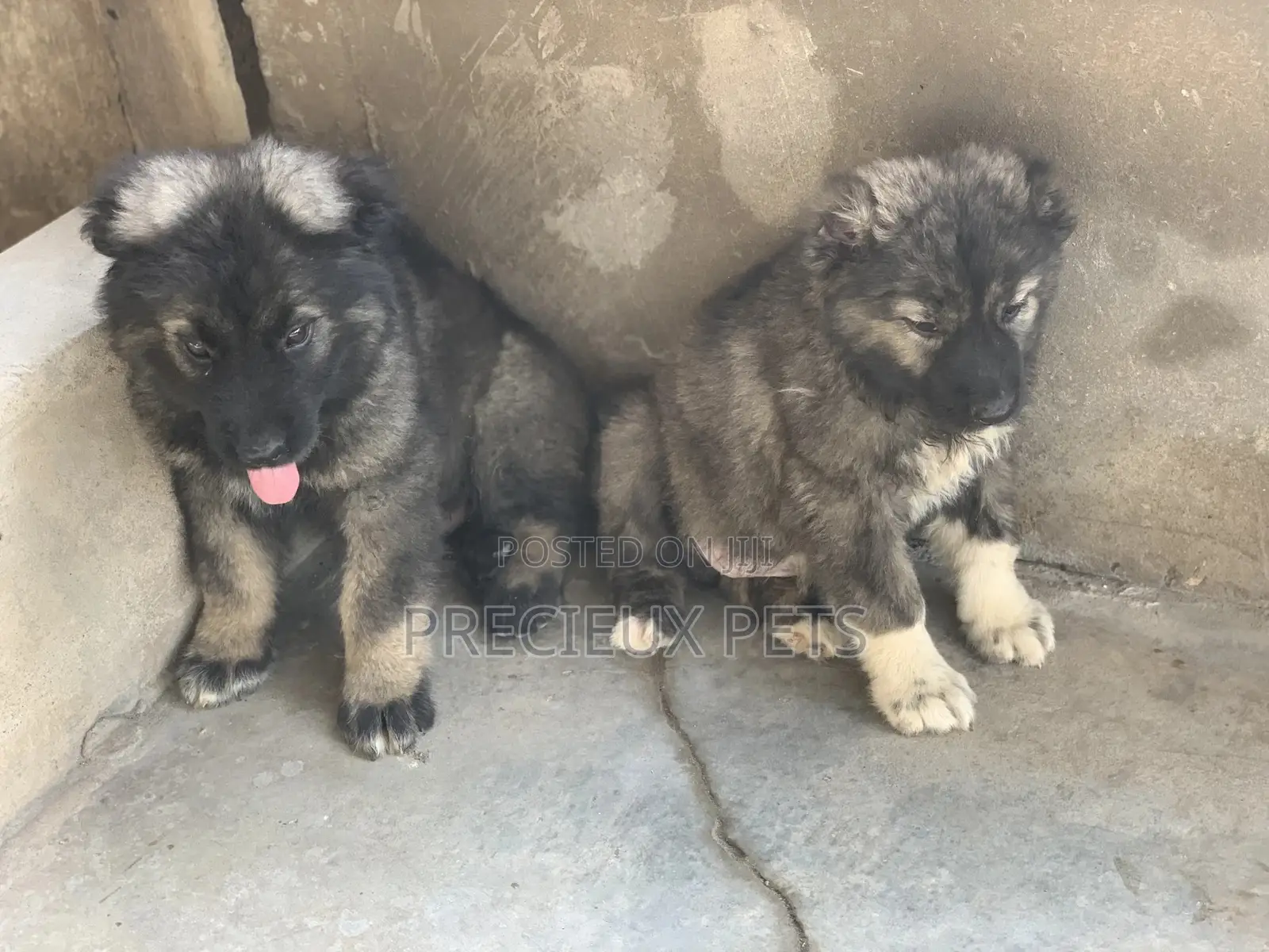 1-3 months Male Purebred Caucasian Shepherd