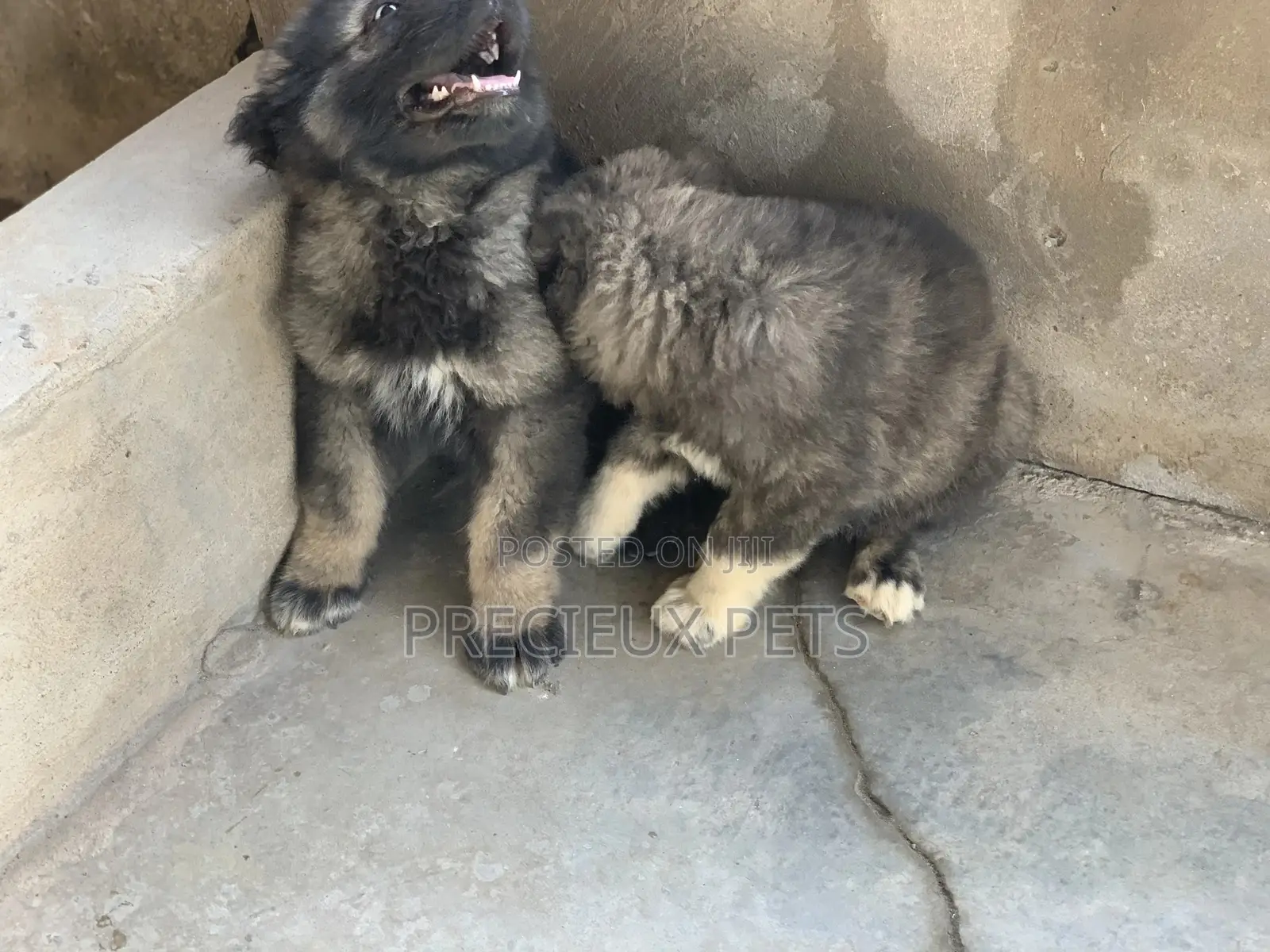 1-3 months Male Purebred Caucasian Shepherd