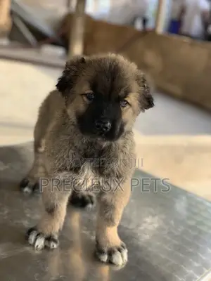 3-6 months Female Purebred Caucasian Shepherd