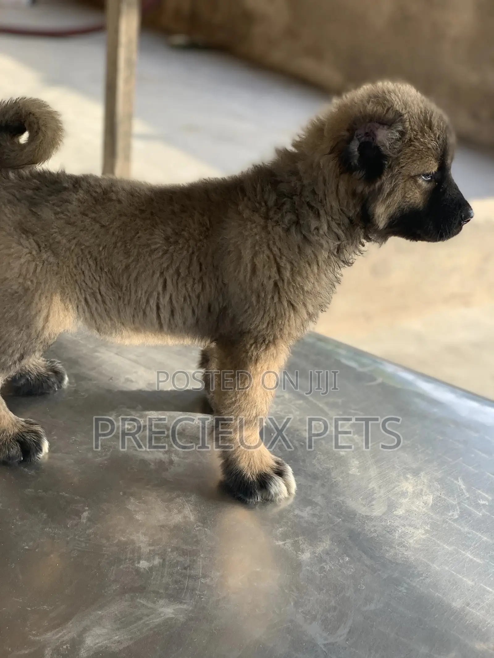 3-6 months Female Purebred Caucasian Shepherd