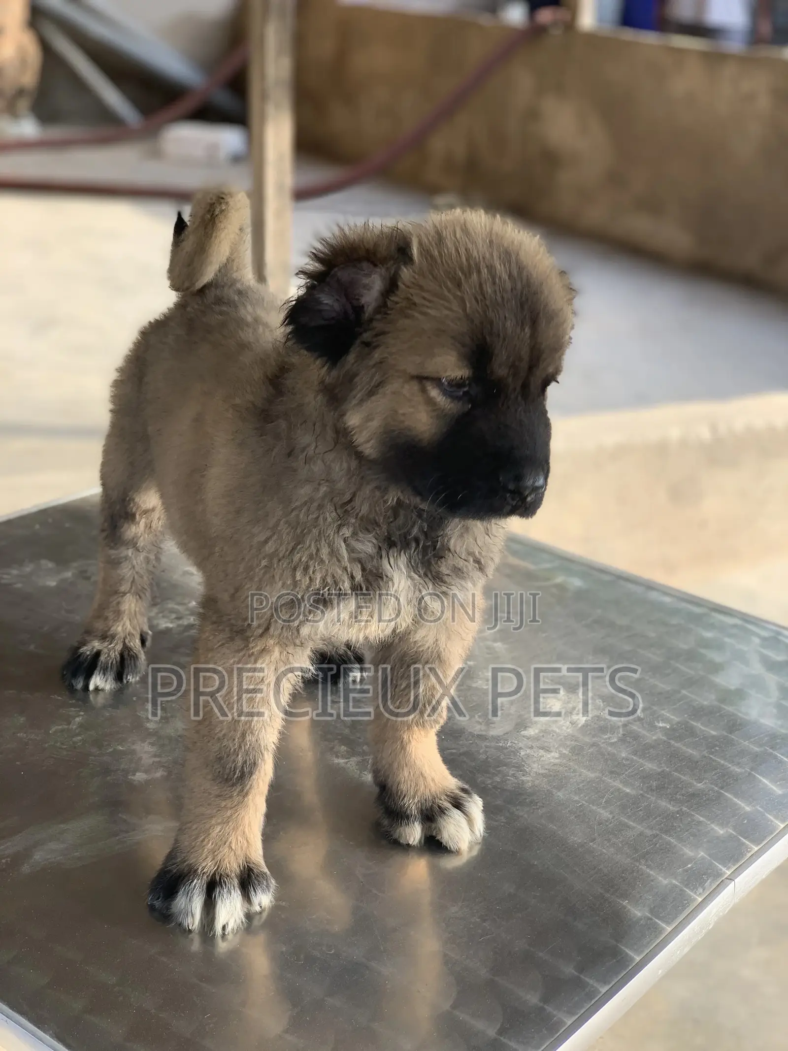 3-6 months Female Purebred Caucasian Shepherd