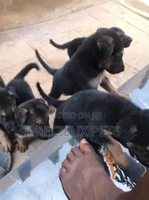 0-1 month Male Purebred German Shepherd