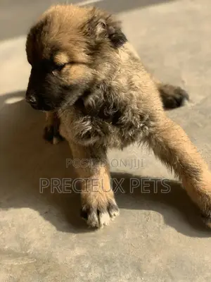 1-3 Months Female Purebred Caucasian Shepherd