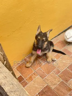 1-3 Months Male Purebred German Shepherd