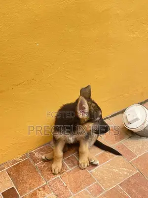 1-3 Months Male Purebred German Shepherd