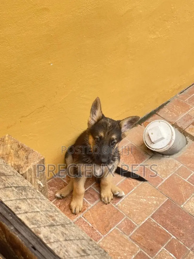 1-3 Months Male Purebred German Shepherd