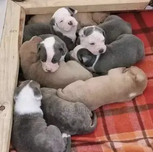 1-3 months Male Purebred American Pit Bull Terrier