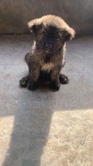 3-6 months Female Purebred Caucasian Shepherd