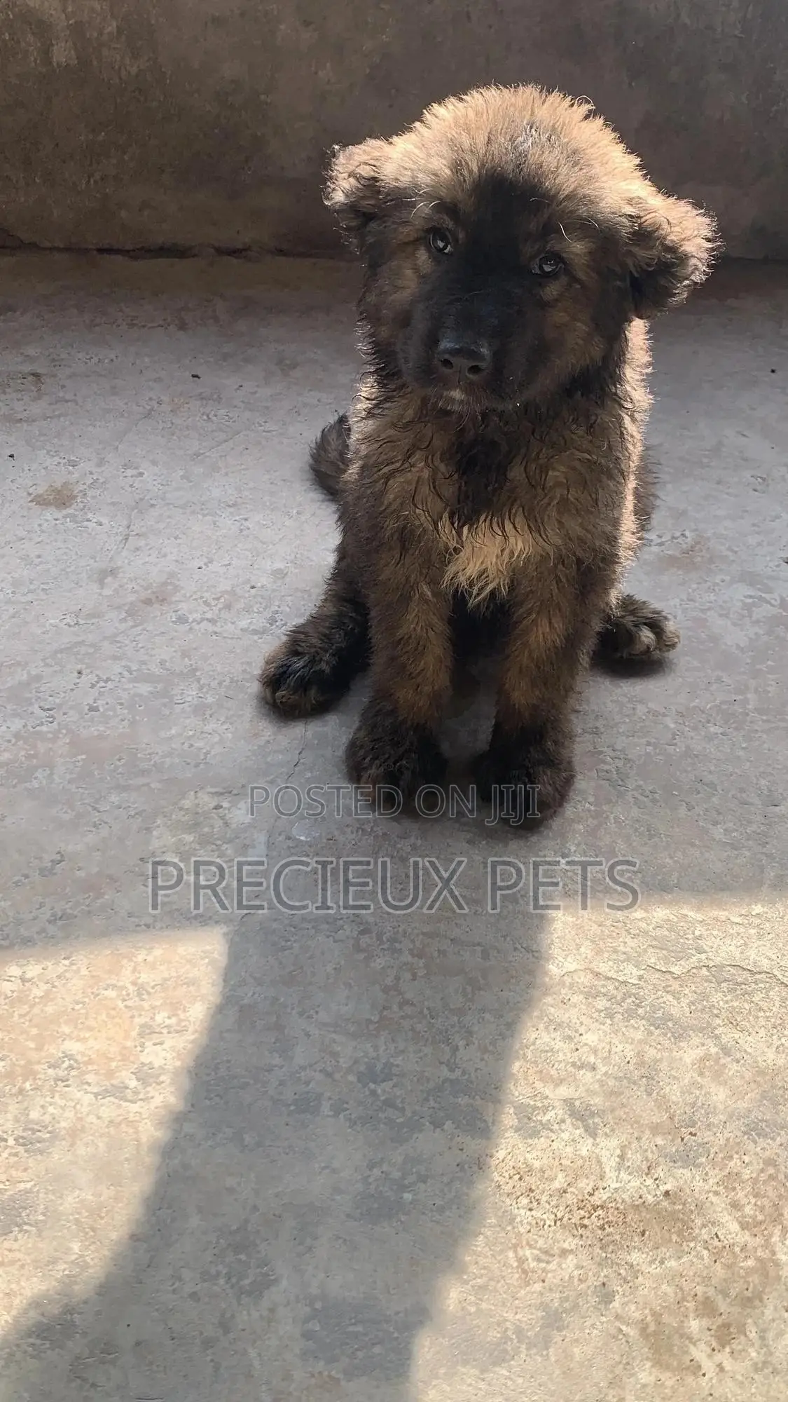 3-6 months Female Purebred Caucasian Shepherd