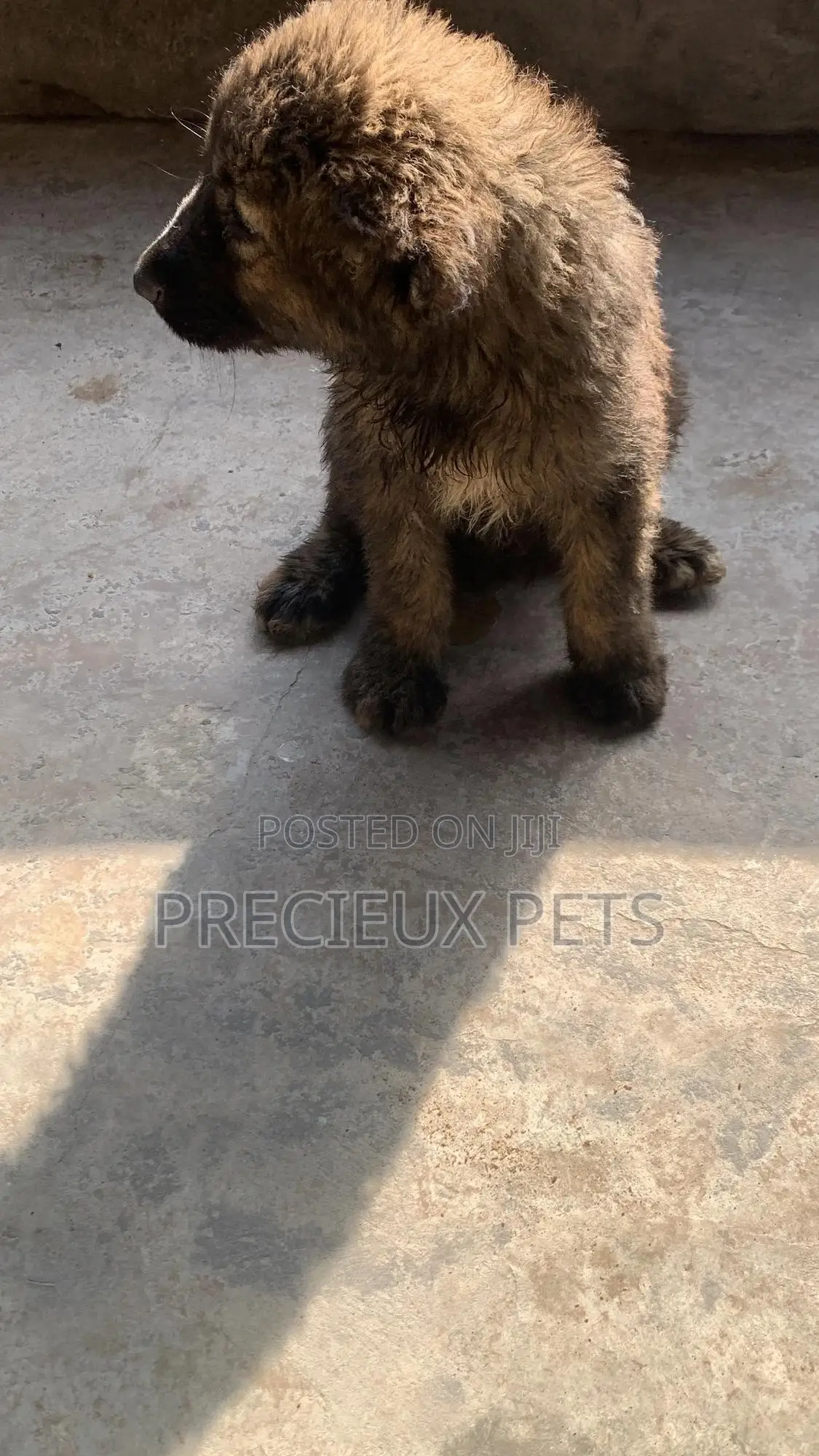 3-6 months Female Purebred Caucasian Shepherd