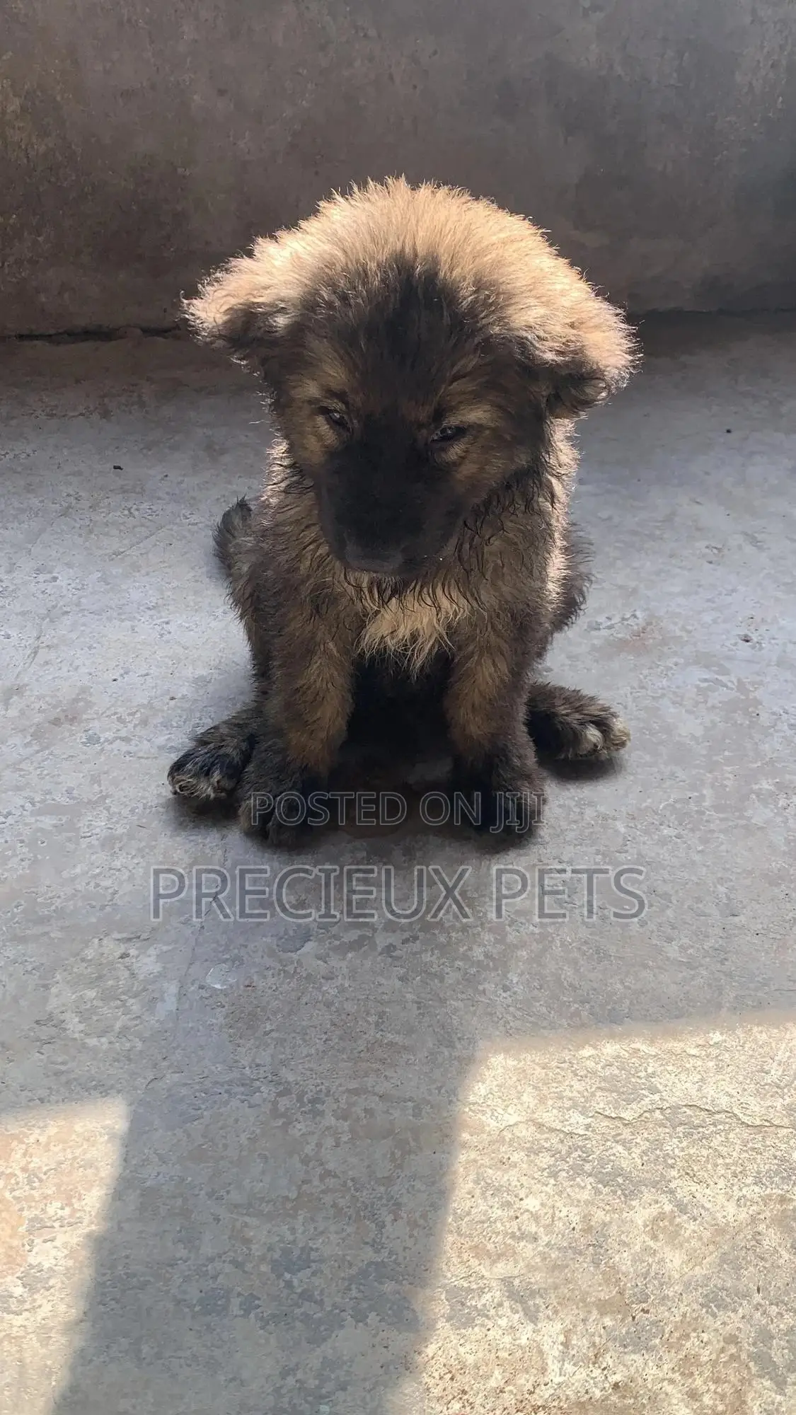 3-6 months Female Purebred Caucasian Shepherd