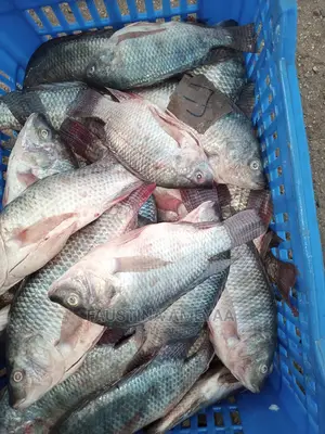 Fresh Local Tilapia.