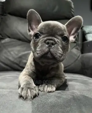 1-3 months Male Purebred French Bulldog