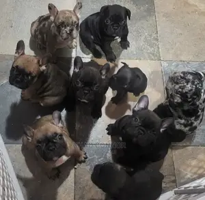 1-3 months Male Purebred French Bulldog