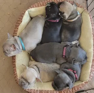 1-3 months Male Purebred French Bulldog