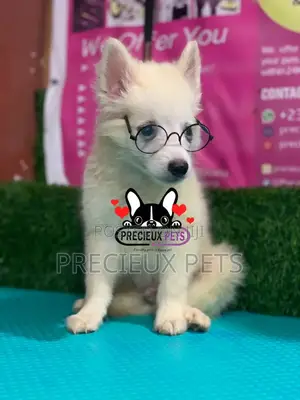 1-3 Months Male Purebred Japanese Spitz
