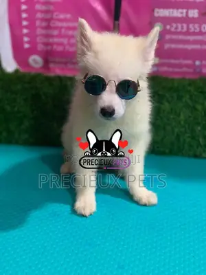 1-3 Months Male Purebred Japanese Spitz
