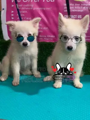 1-3 Months Male Purebred Japanese Spitz