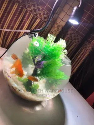 Fish Bowl Aquarium With 3 Fishes
