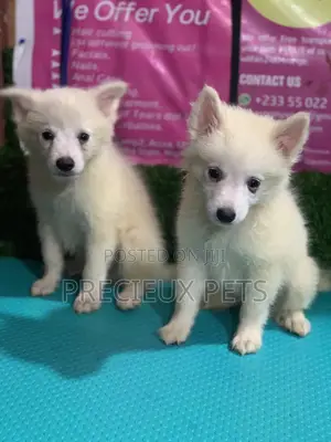1-3 months Female Purebred Japanese Spitz