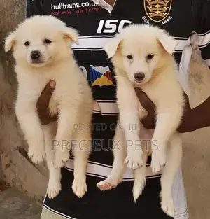 1-3 Months Female Purebred American Eskimo
